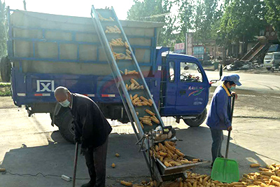 小型（xíng）玉米棒裝車輸送機