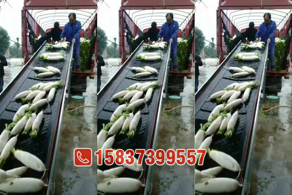 蘿卜裝車皮帶輸（shū）送機